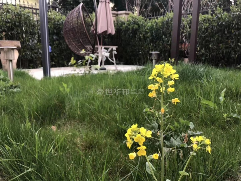 院子