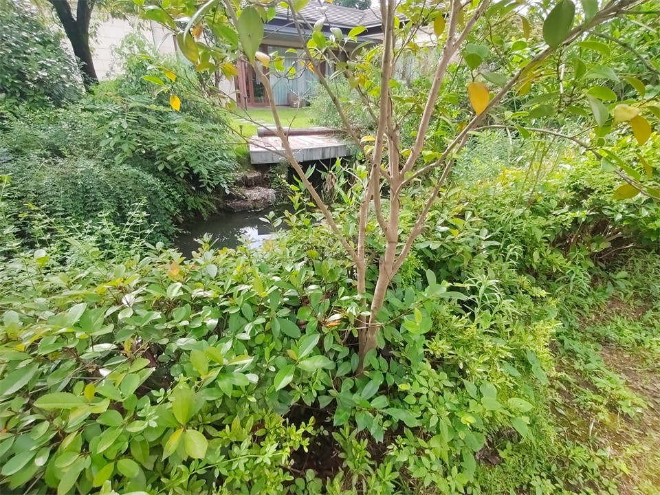 院子